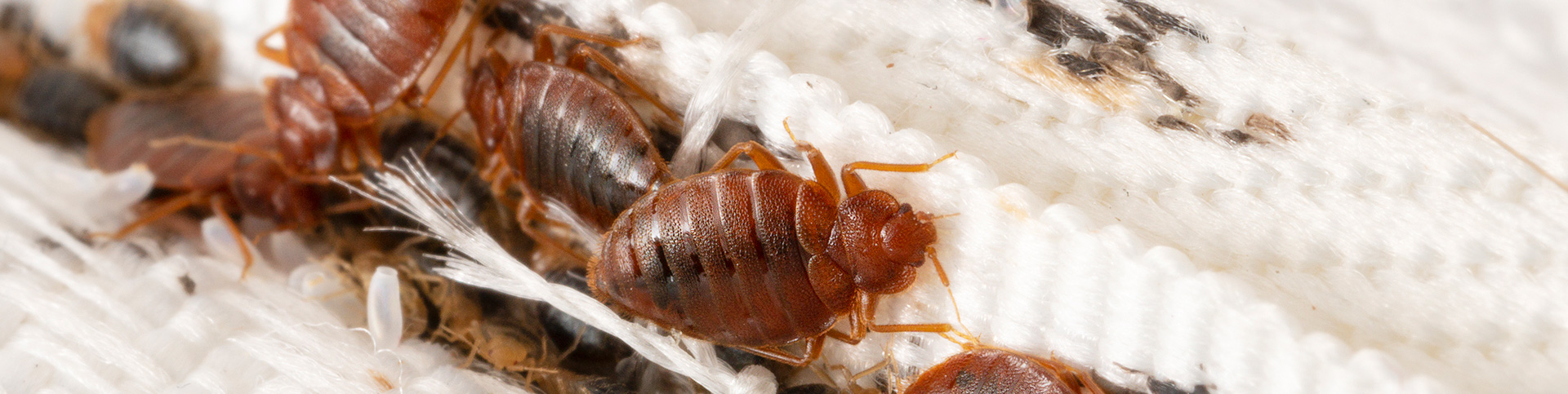 bed bug treatment