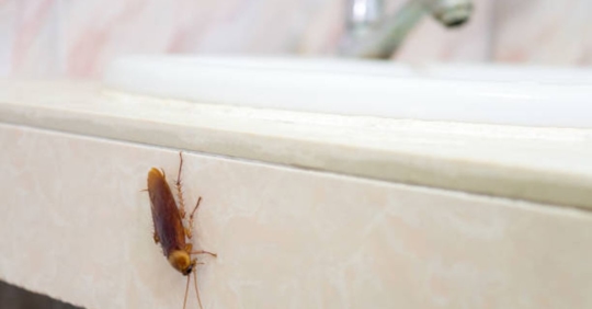 cockroach on sink