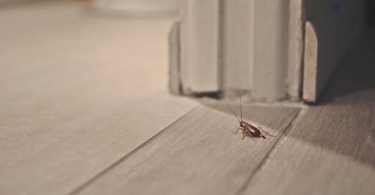 cockroach