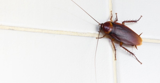 cockroach