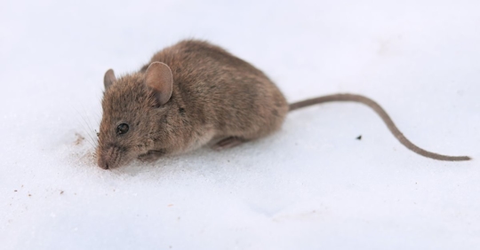 mouse in snow