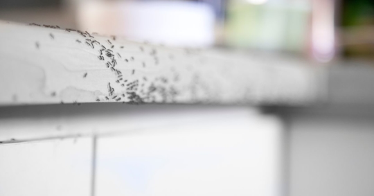 ants on counter