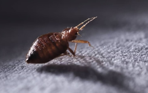bed bug crawling on fabric