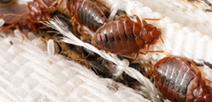 Bed Bugs