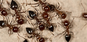 Carpenter Ants