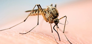 Mosquito & Tick Control